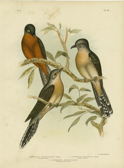 Fan-Tailed Cuckoo a Gracius Broinowski