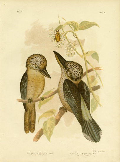 Fawn-Breasted Kingfisher a Gracius Broinowski