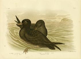 Fleshy-Footed Petrel