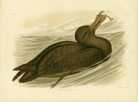 Giant Petrel