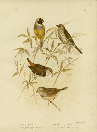 Golden Grass Finch a Gracius Broinowski