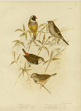 Golden Grass Finch