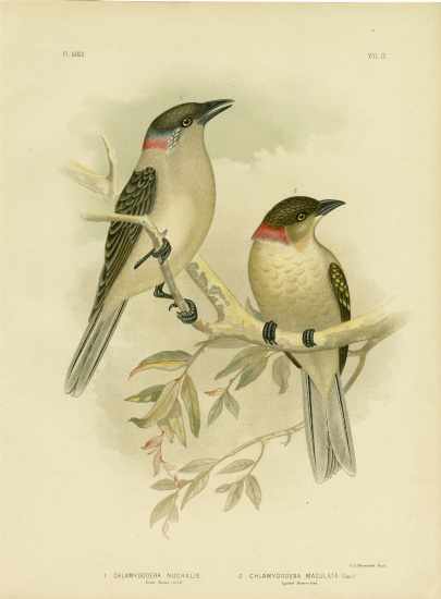 Great Bowerbird a Gracius Broinowski
