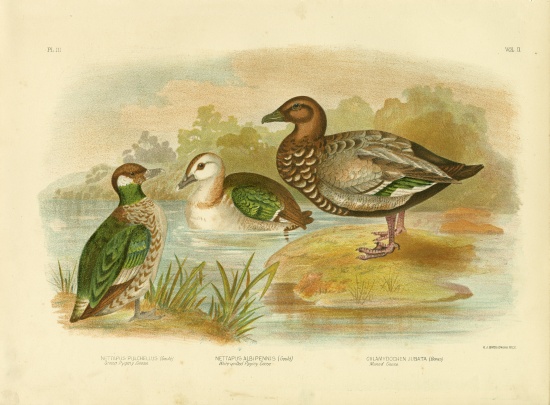 Green Pygmy Goose a Gracius Broinowski