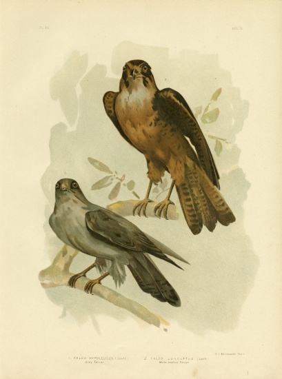 Grey Falcon a Gracius Broinowski