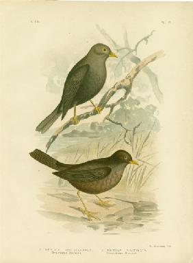 Grey-Headed Blackbird