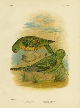 Ground Parakeet