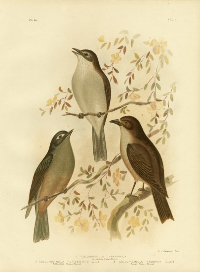 Harmonious Shrike-Thrush Or Grey Shrike-Thrush a Gracius Broinowski