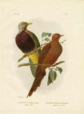 Large-Tailed Pigeon Or Brown Pigeon Or Brown Cuckoo-Dove