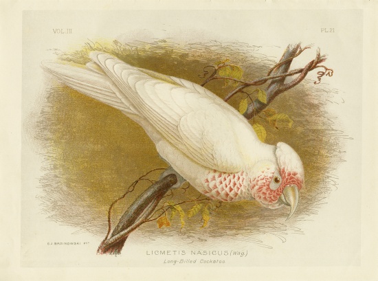 Long-Billed Cockatoo a Gracius Broinowski