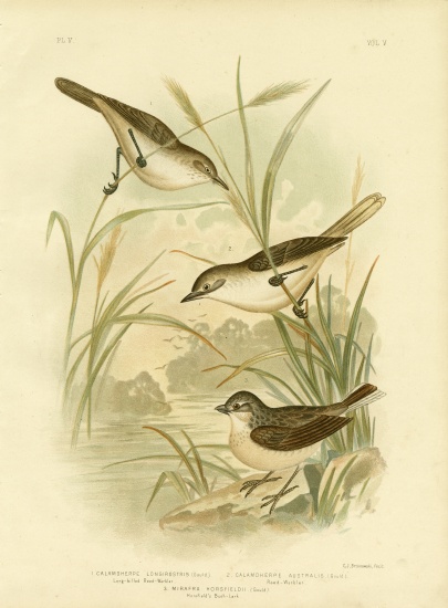 Long-Billed Reed-Warbler a Gracius Broinowski