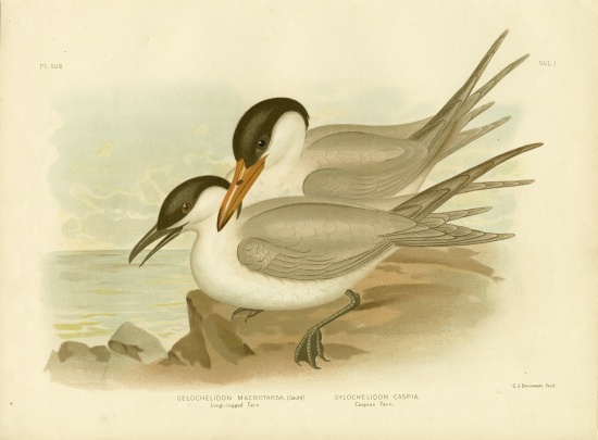 Long-Legged Tern a Gracius Broinowski
