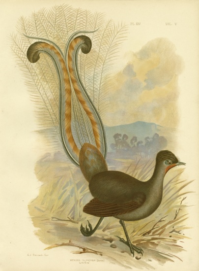 Lyrebird a Gracius Broinowski