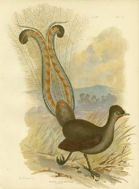 Lyrebird