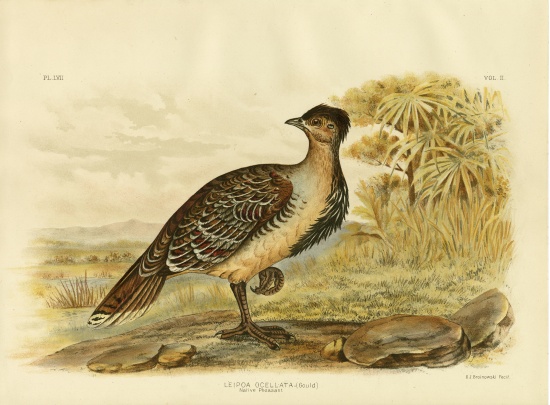 Native Pheasant Or Malleefowl a Gracius Broinowski