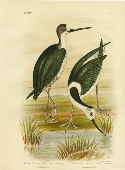 New Zealand Stilt a Gracius Broinowski