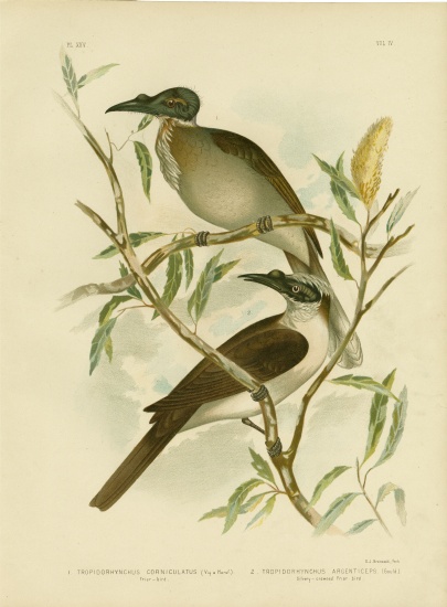 Noisy Friarbird a Gracius Broinowski