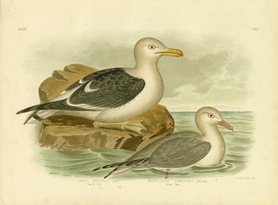 Pacific Gull a Gracius Broinowski
