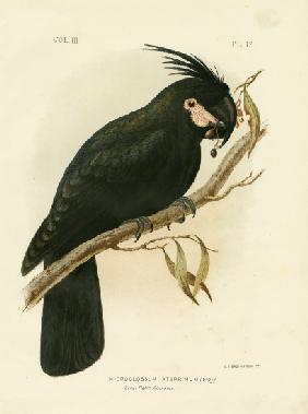 Palm Cockatoo