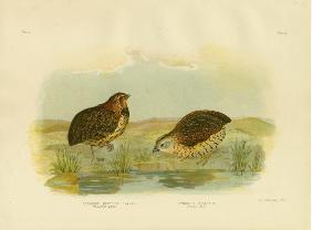 Pectoral Quail