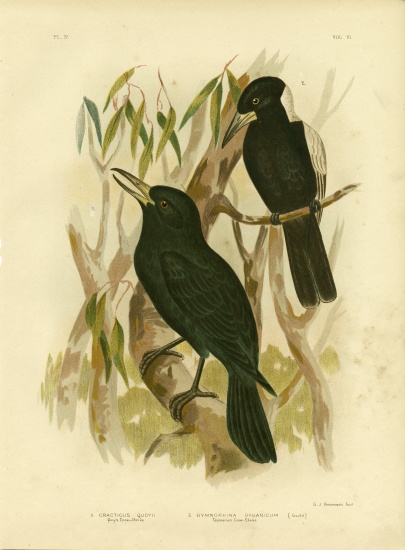 Quoy'S Crow-Shrike Or Black Butcherbird a Gracius Broinowski