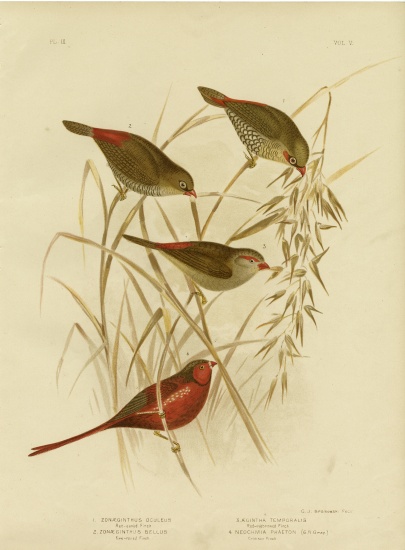 Red-Eared Finch a Gracius Broinowski