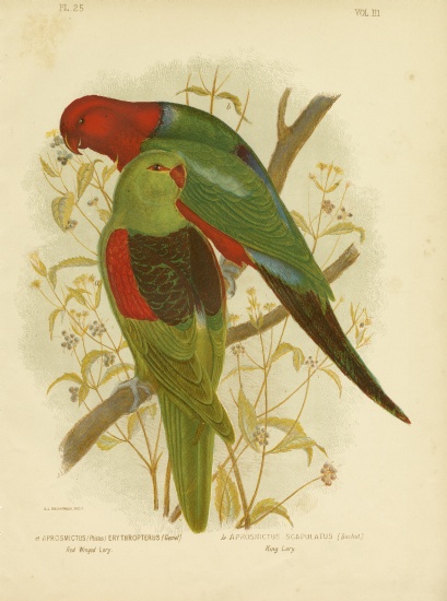 Red-Winged Lori Or Red-Winged Parrot a Gracius Broinowski