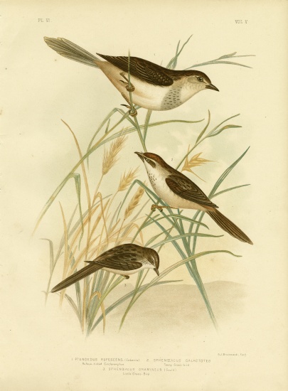 Rufous-Tinted Cincloramphus Or Rufous Songlark a Gracius Broinowski