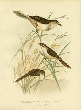 Rufous-Tinted Cincloramphus Or Rufous Songlark