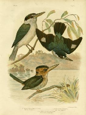 Sardid Kingfisher
