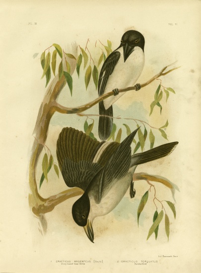 Silverys-Backed Crow-Shrike Or Silver-Backed Butcherbird a Gracius Broinowski
