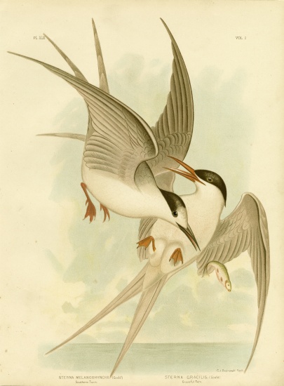 Southern Tern a Gracius Broinowski