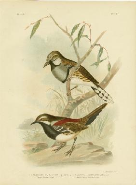 Spotted Ground-Thrush