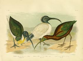 Straw-Necked Ibis