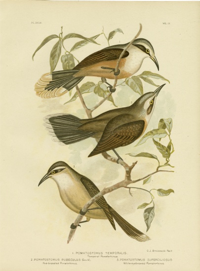 Temporal Pomatorhinus Or Gray-Crowned Babbler a Gracius Broinowski