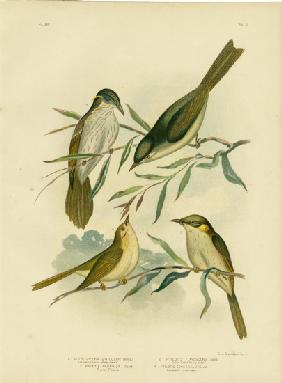 Uniform-Coloured Honeyeater Or White-Gaped Honeyeater