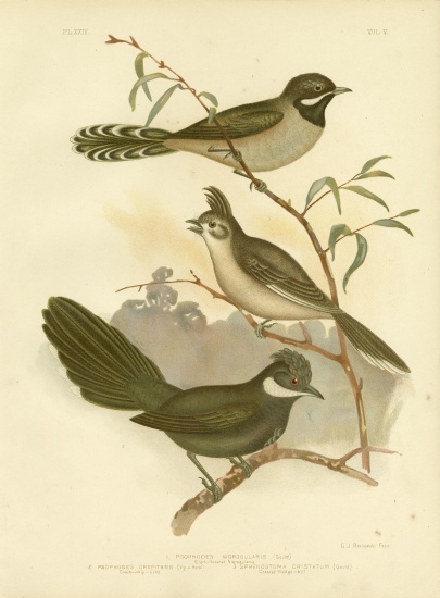 Western Whipbird a Gracius Broinowski