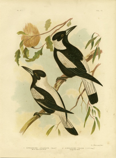 White-Backed Crow-Shrike a Gracius Broinowski
