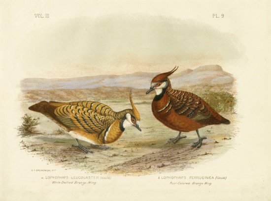 White-Bellied Bronzewing a Gracius Broinowski