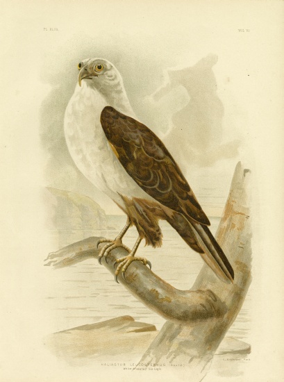 White-Breasted Sea Eagle a Gracius Broinowski