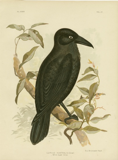 White-Eyed Crow Or Australian Raven a Gracius Broinowski
