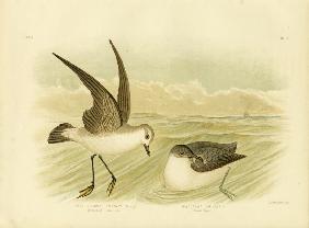 White-Faced Storm-Petrel