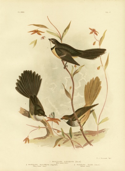 White-Shafted Fantail Or Grey Fantail a Gracius Broinowski