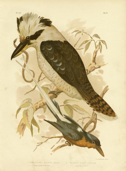 White-Tailed Kingfisher a Gracius Broinowski