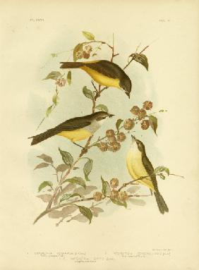 Yellow-Breasted Robin Or Eastern Yellow Robin