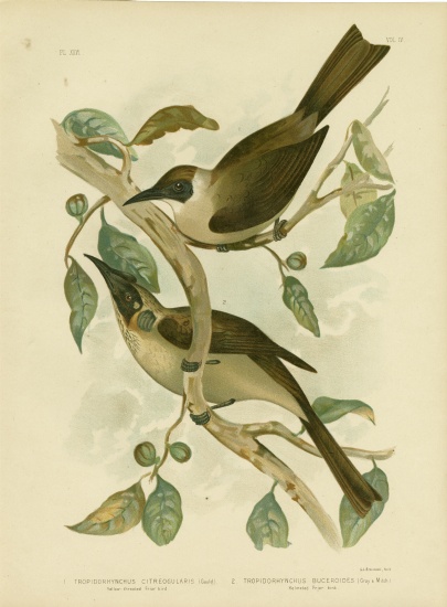 Yellow-Throated Friarbird Or Little Friarbird a Gracius Broinowski