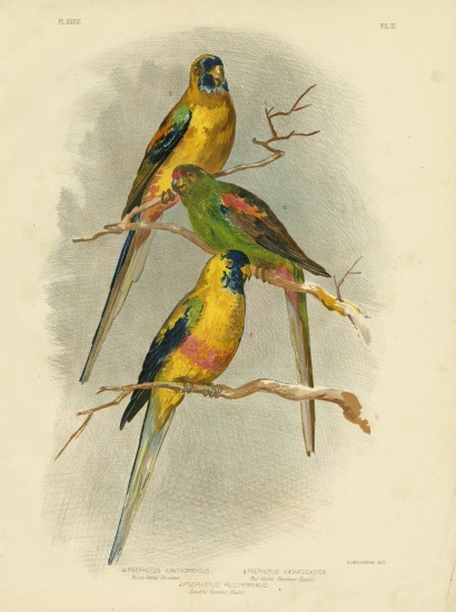 Yellow-Vented Parakeet a Gracius Broinowski