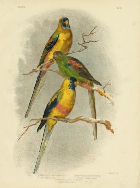 Yellow-Vented Parakeet