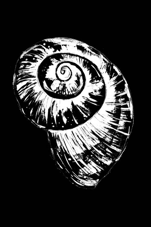 Black and White Spiral Snail Shell a Sebastian  Grafmann