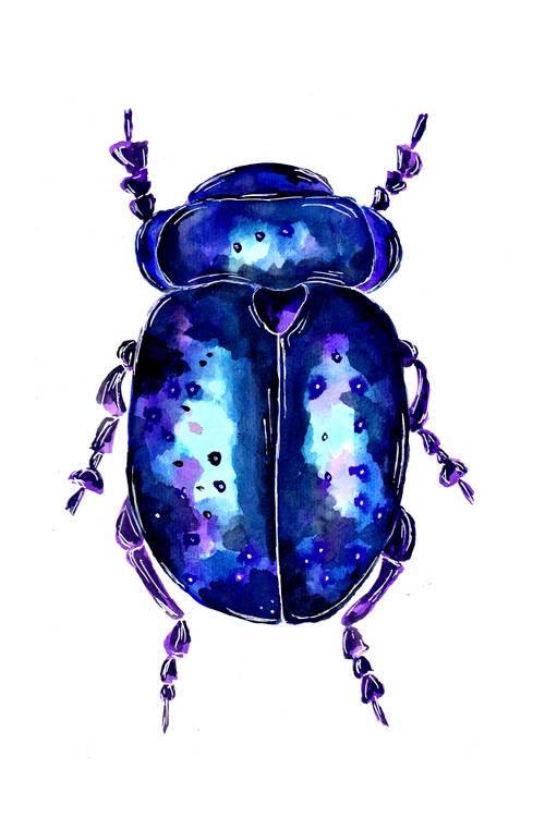 Blue and Purple colored Leaf Beetle a Sebastian  Grafmann